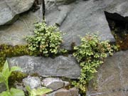 Zanokcica murowa (Asplenium ruta-muraria) 