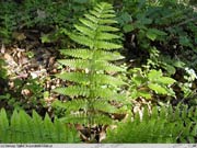 Nerecznica po�rednia (Dryopteris remota) 