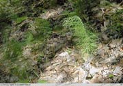 Skrzyp ��kowy (Equisetum pratense)