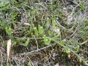 Wid�ak go�dzisty (Lycopodium clavatum) �c. chr.